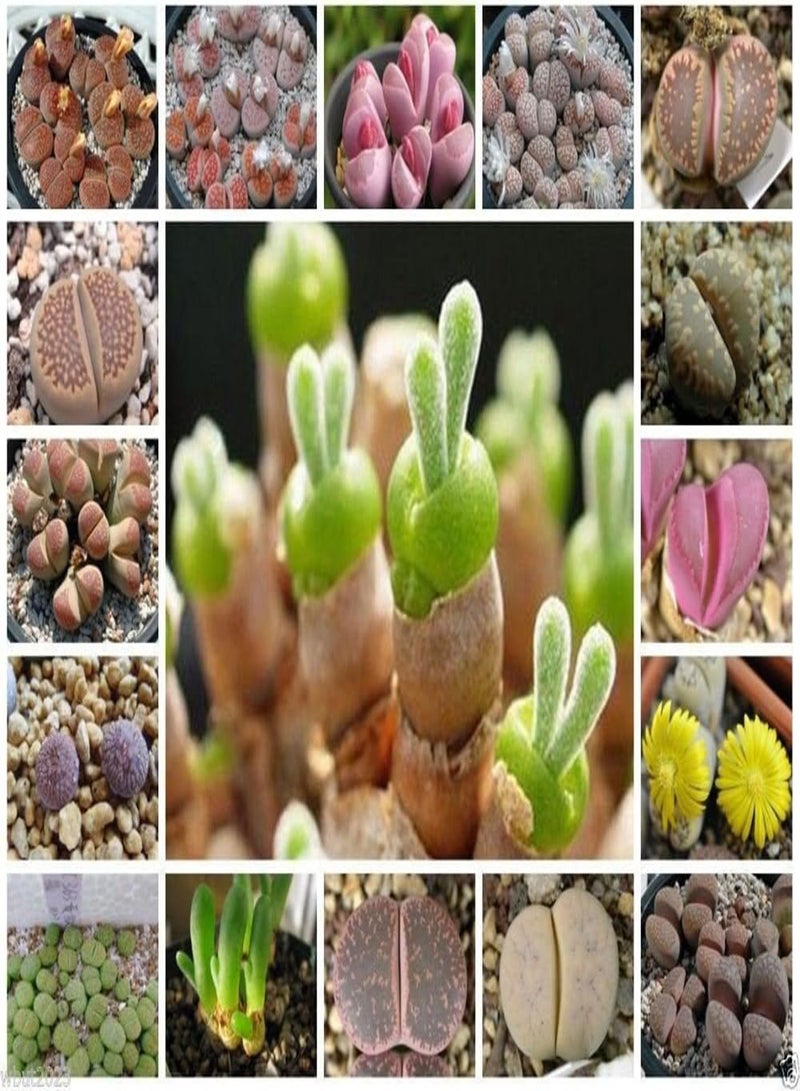 GGOOT 30 Seeds  Species Mix (Living Stone Plants) Many Varietie, Succulent Plants Seed ! - Image 3