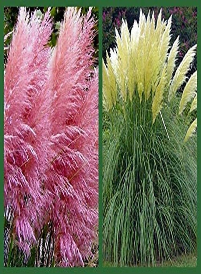 CZ Grain Giant White Pampas Grass Seeds - 1,000 Seeds - Ships from Iowa, Made in USA - Ornamental Landscape Grass or Privacy Plant - Image 3