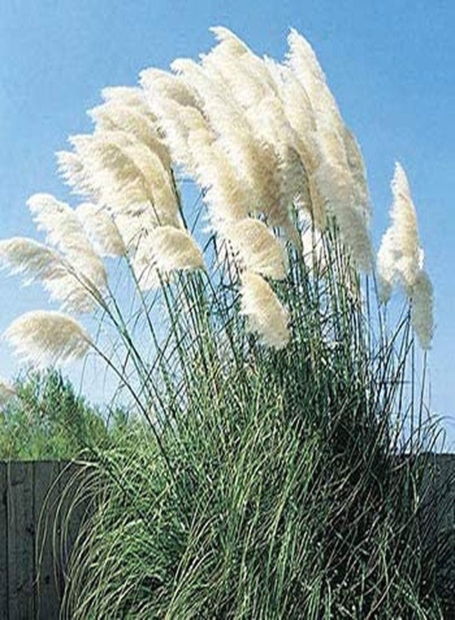 CZ Grain Giant White Pampas Grass Seeds - 1,000 Seeds - Ships from Iowa, Made in USA - Ornamental Landscape Grass or Privacy Plant - Image 2