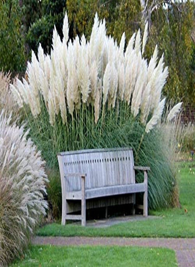 CZ Grain Giant White Pampas Grass Seeds - 1,000 Seeds - Ships from Iowa, Made in USA - Ornamental Landscape Grass or Privacy Plant - Image 1