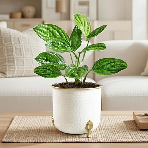 BEHOMA Metal Hammered White Planter with Golden Trim for Home Decor | Decoratives for Indoor Outdoor Balcony Living Room | Table Decor Plant Pot Gifting | Size H- 6" x Dia.6 inch (Plant not Included) - Image 1