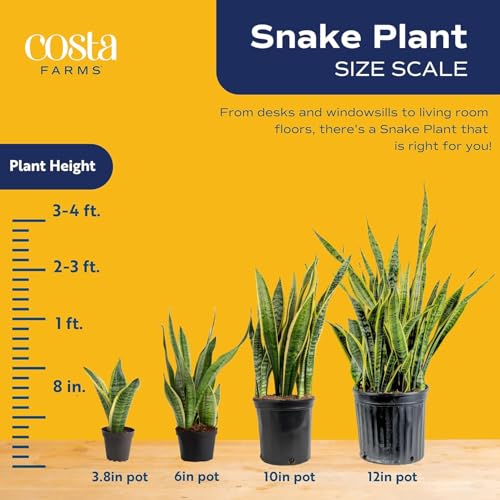 Costa Farms Sansevieria Snake Live Indoor Plant, 8-Inch Tall, Grower's Choice, White-Natural Décor Planter - Image 4