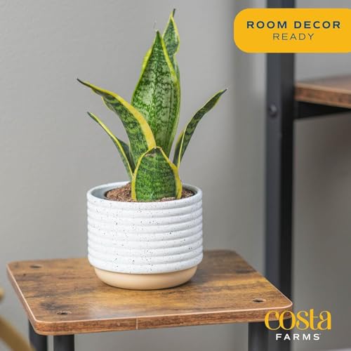 Costa Farms Sansevieria Snake Live Indoor Plant, 8-Inch Tall, Grower's Choice, White-Natural Décor Planter - Image 2