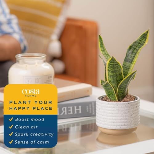 Costa Farms Sansevieria Snake Live Indoor Plant, 8-Inch Tall, Grower's Choice, White-Natural Décor Planter - Image 5
