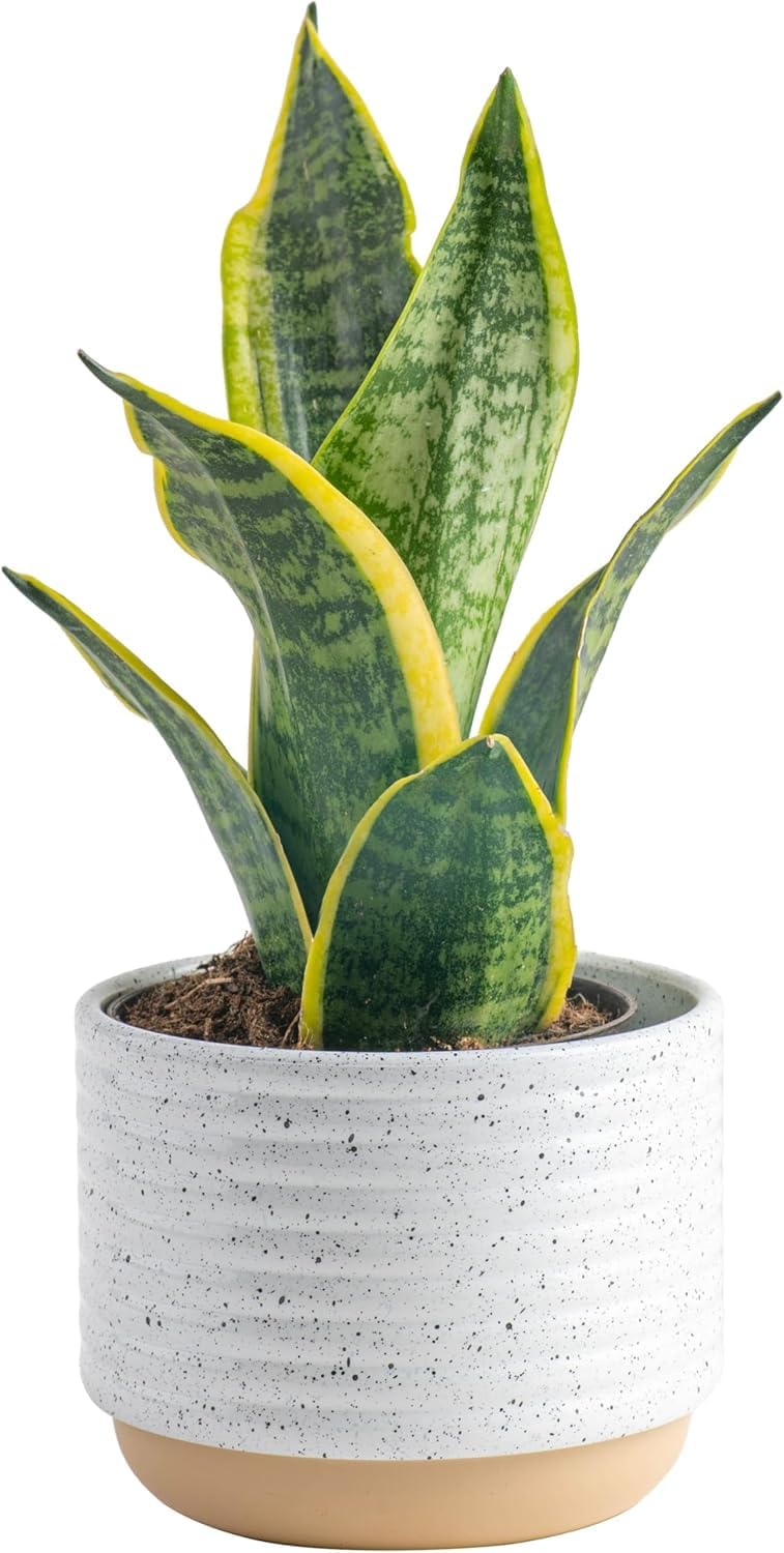 Costa Farms Sansevieria Snake Live Indoor Plant, 8-Inch Tall, Grower's Choice, White-Natural Décor Planter - Image 1