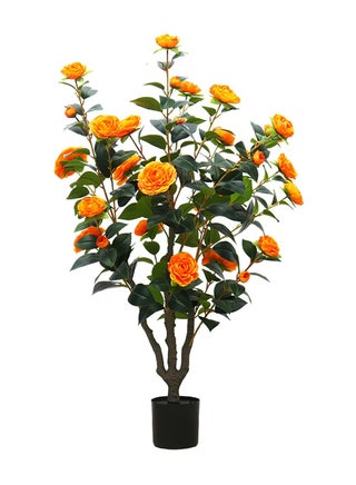 Camellia Tree 100cm