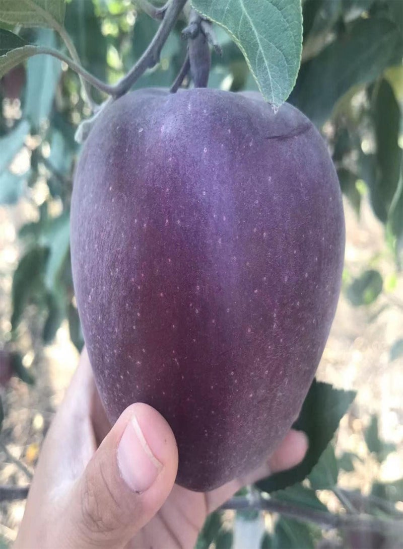 GGOOT 20pcs Black Apple Seeds Grafting Propagation Photophilous Fruit Tree Malus Plants of Rosaceae Rich in Crude Fiber Temperate Fruit Trees That Like Cold Cool and Dry - Image 2