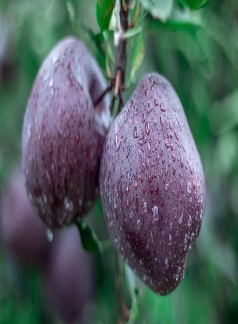 GGOOT 20pcs Black Apple Seeds Grafting Propagation Photophilous Fruit Tree Malus Plants of Rosaceae Rich in Crude Fiber Temperate Fruit Trees That Like Cold Cool and Dry - Image 1