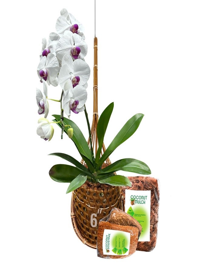 PANWA Handmade 100% Thai Bamboo Woven 6 Inch Signature Super Sanctuary Kit Hanging Basket Large Multi-Purpose Bird Nest Style with Nursery Grade Coconut Shell Staves Coir Pith Sponge and Husk Mulch - Image 1