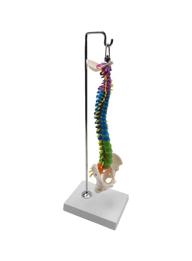 GGOOT Flexible Spine Model for School Biology Class Anatomical Demonstration with Pelvis Hanging - Image 1