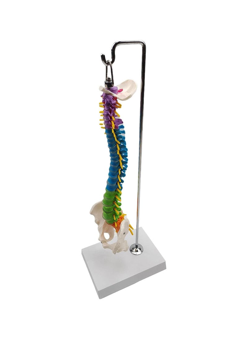 GGOOT Flexible Spine Model for School Biology Class Anatomical Demonstration with Pelvis Hanging - Image 3