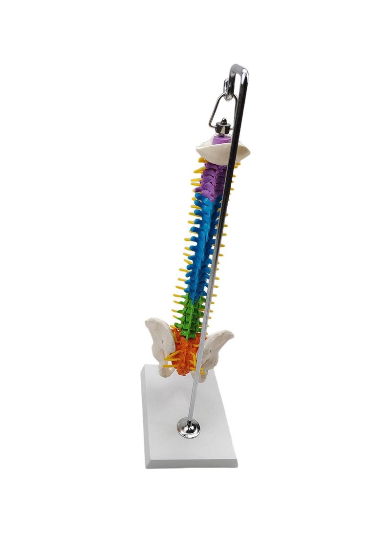 GGOOT Flexible Spine Model for School Biology Class Anatomical Demonstration with Pelvis Hanging - Image 2