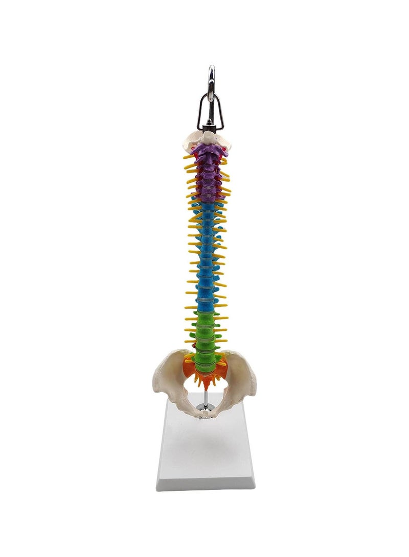 GGOOT Flexible Spine Model for School Biology Class Anatomical Demonstration with Pelvis Hanging - Image 5