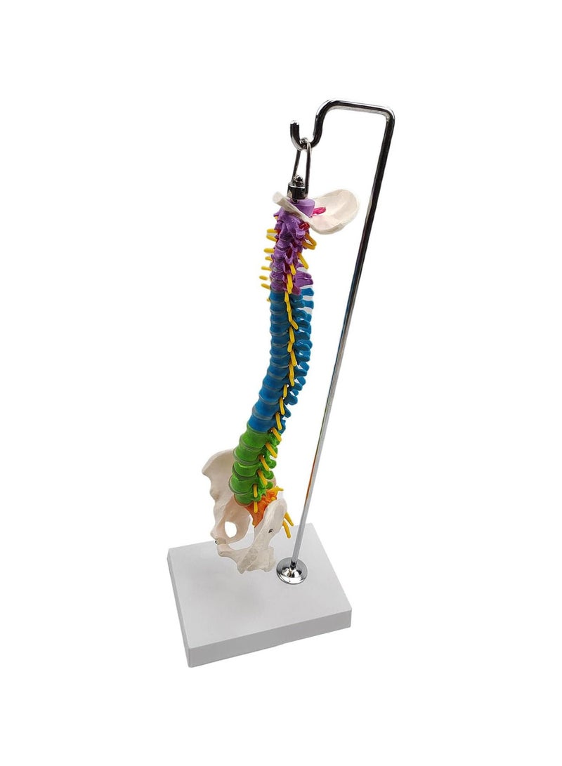 GGOOT Flexible Spine Model for School Biology Class Anatomical Demonstration with Pelvis Hanging - Image 4