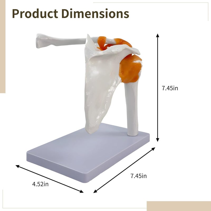 Removable Parts and Transparent Stand Included - 1:1 Human Shoulder Joint Model, Anatomy PVC Tool Educational for Little Minds - Image 2