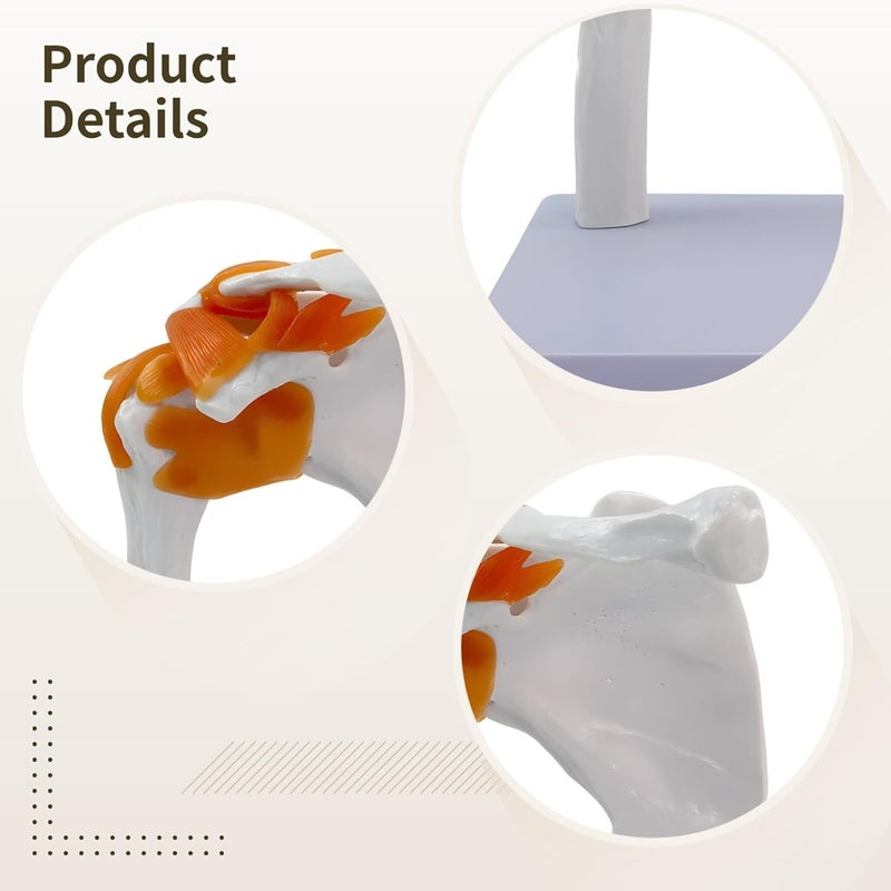 Removable Parts and Transparent Stand Included - 1:1 Human Shoulder Joint Model, Anatomy PVC Tool Educational for Little Minds - Image 3