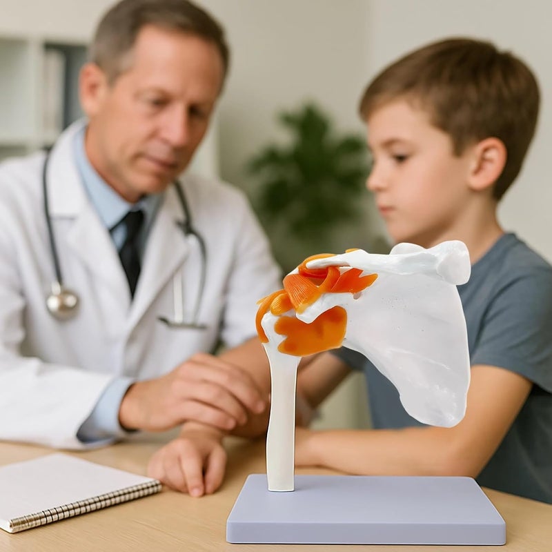 Removable Parts and Transparent Stand Included - 1:1 Human Shoulder Joint Model, Anatomy PVC Tool Educational for Little Minds - Image 5