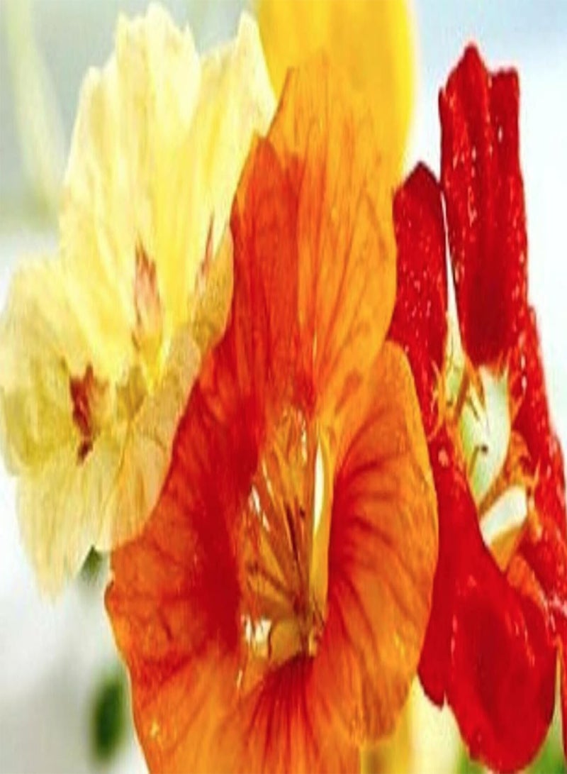 جي جوت 16 بذور زهرة - بذور الكبوسين المختلطة - قزم