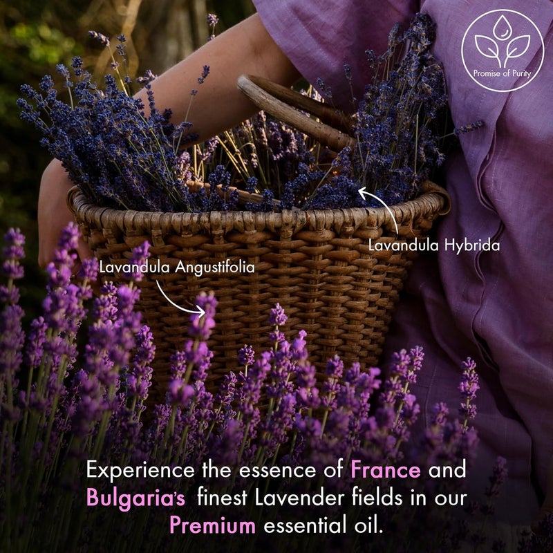 Lavender Essential Oil | 100% Pure and Natural | Premium Grade Essential Oils for Hair Care, Home Diffusers, Skin, Aromatherapy, Massage and Humidifiers | 4 Fl Oz (Pack of 2) - Image 3