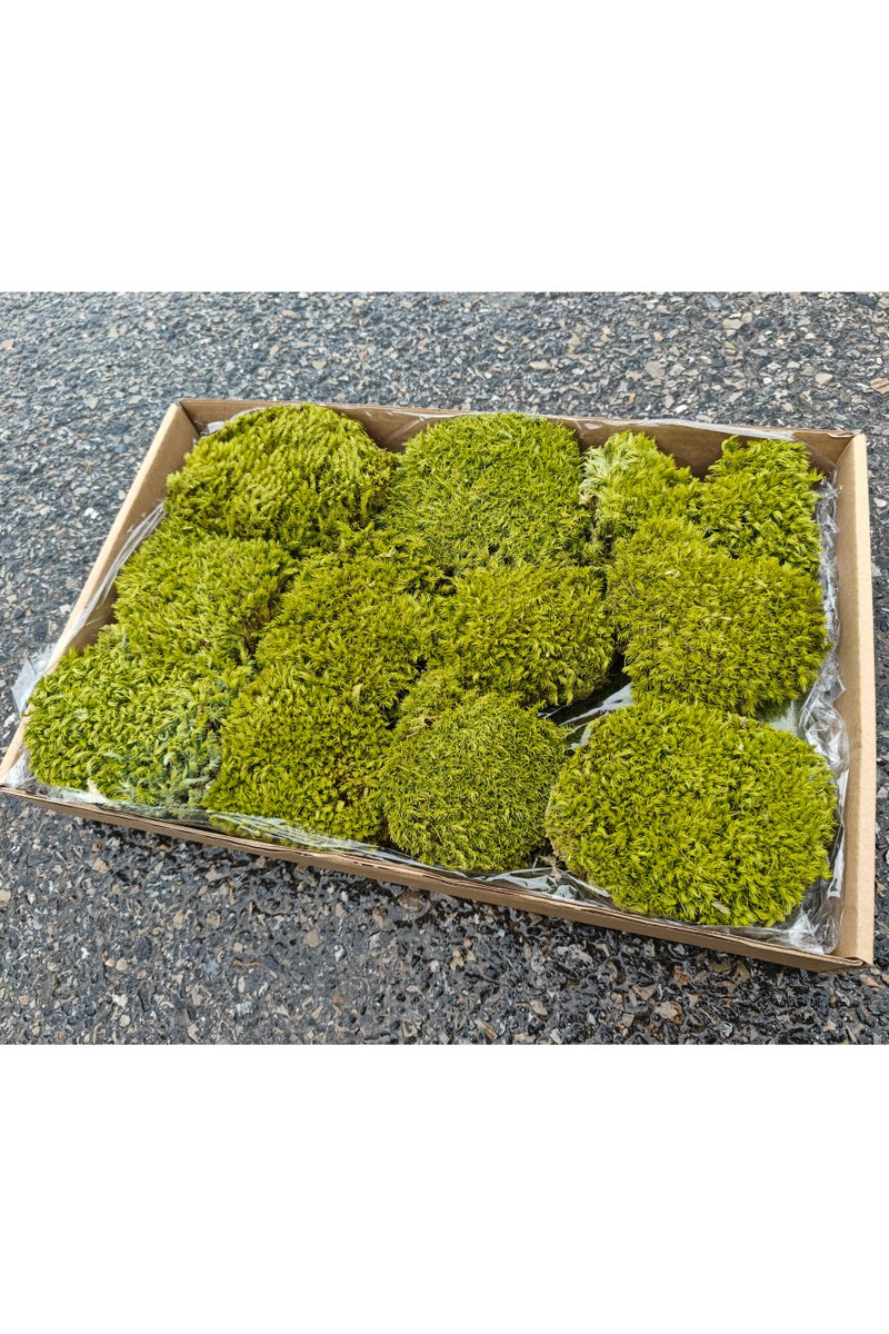 RYK-Natural Preserved Dried Pincushion Moss， Handmade, elegant moss wall decoration - zero maintenance, perfect for home, office, and wedding venues - Image 1