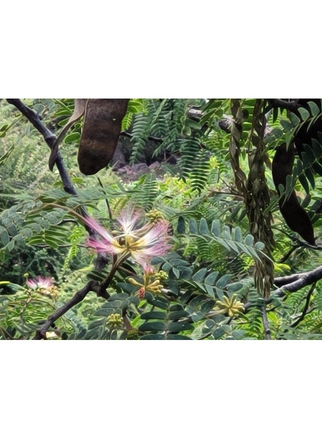 Generic Siris leaves-Albizia lebbeck leaf powder Indian Handmade Organic Natural (50GM) - Image 3