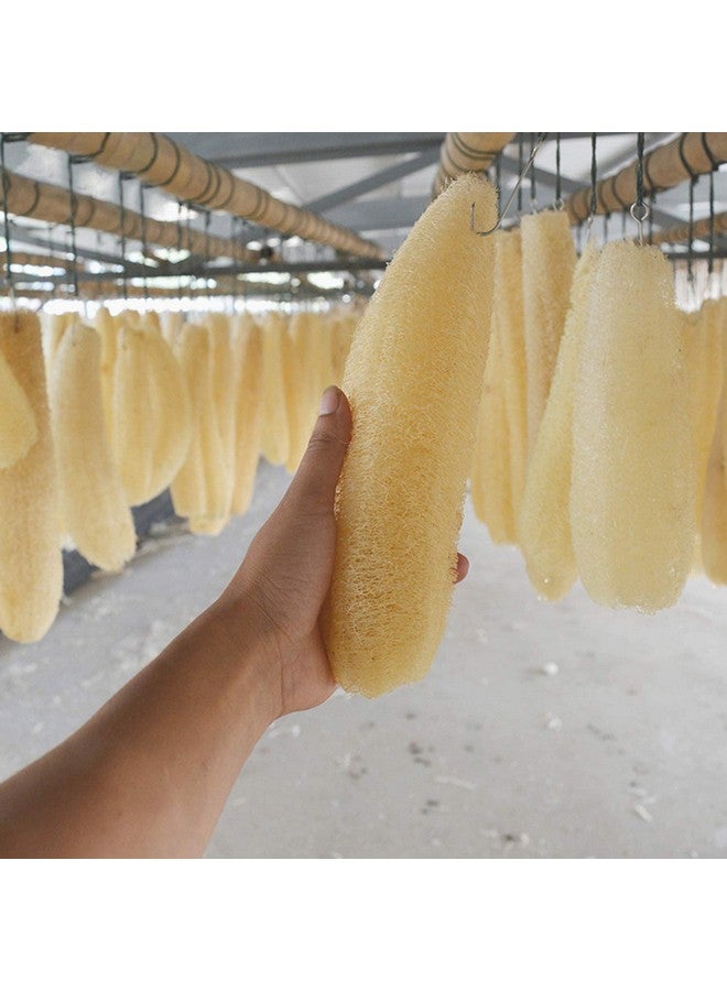 SSKR Natural Organic Body Scrub Loofah Sponge for Bathing - Pack of 5 | Size : 15 Cms Long - Image 2