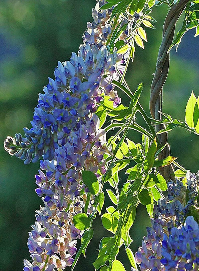 جي جوت 10 قطع من بذور الوستارية ذات الظل الخفيف المرقط من خلال الأوراق تجلب شعورًا جماليًا، مواد أساسية لتزيين المنزل - Image 2