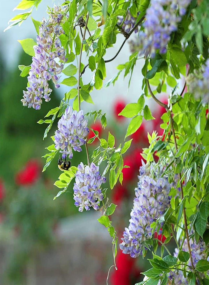 جي جوت 10 قطع من بذور الوستارية ذات الظل الخفيف المرقط من خلال الأوراق تجلب شعورًا جماليًا، مواد أساسية لتزيين المنزل - Image 1