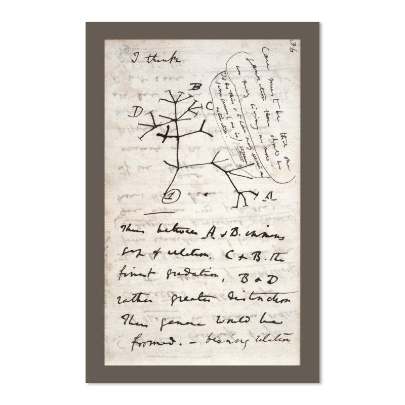 EvolveFISH EvolveFISH Darwins Tree of Life Poster  11 x 17