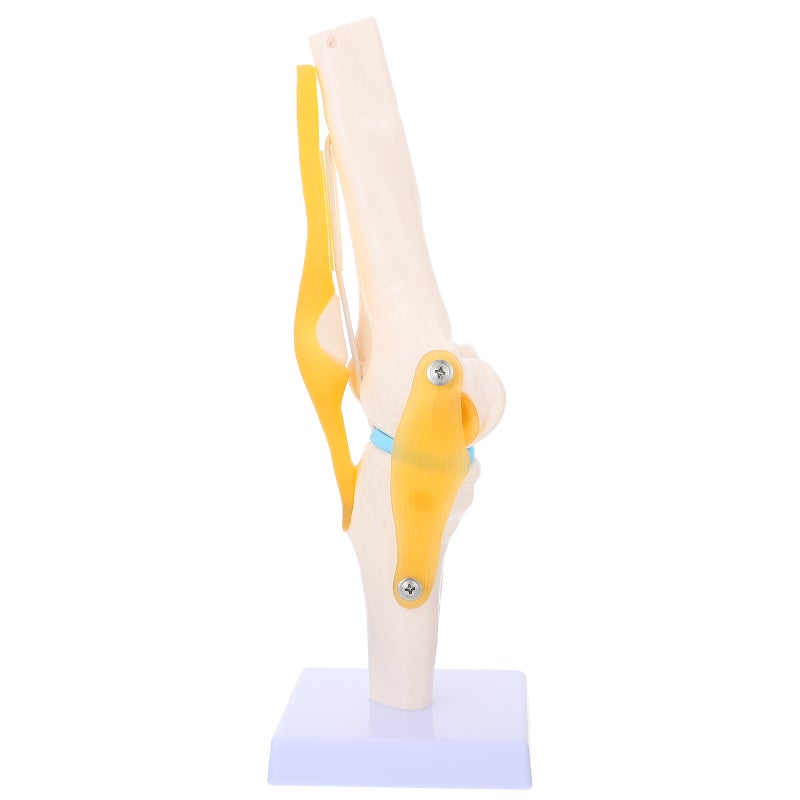 Human Knee Joint Model Anatomy Model 1:1 for Teaching Aids - Image 1
