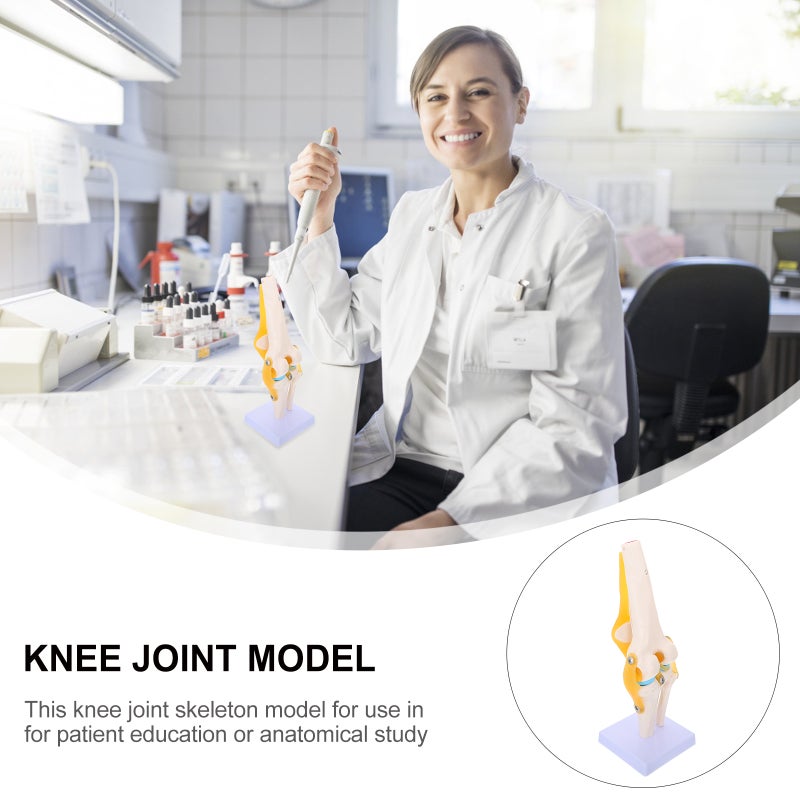 Human Knee Joint Model Anatomy Model 1:1 for Teaching Aids - Image 3