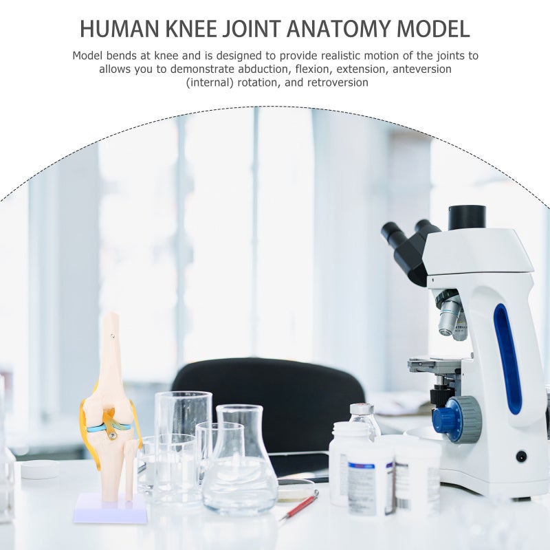 Human Knee Joint Model Anatomy Model 1:1 for Teaching Aids - Image 5