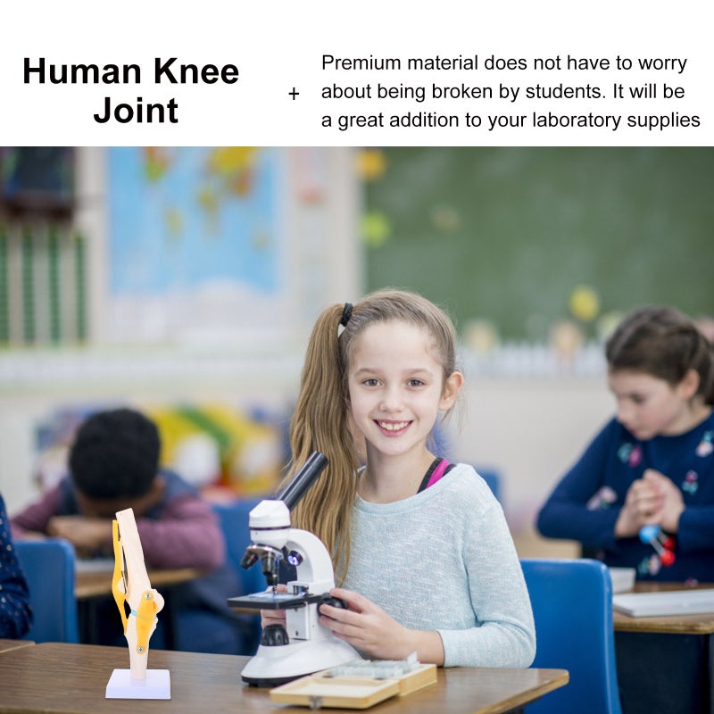 Human Knee Joint Model Anatomy Model 1:1 for Teaching Aids - Image 2