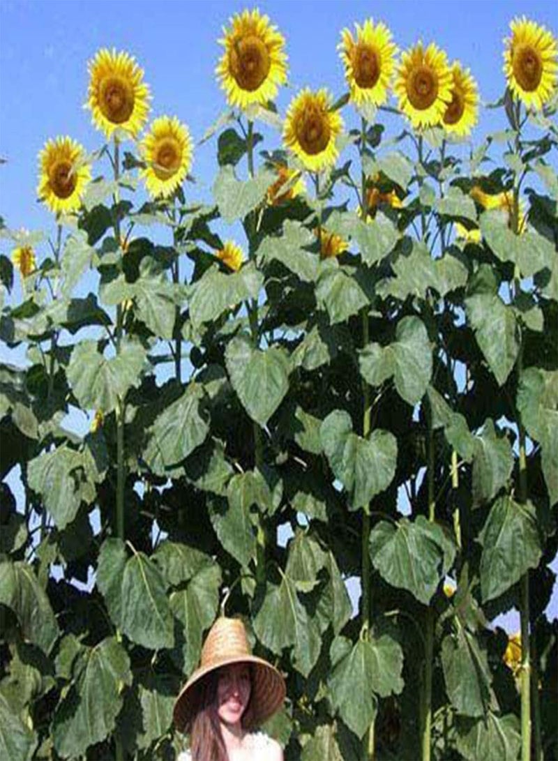 GGOOT seeds 30 UK Exhibition Skyscraper Sunflower Seeds for Growing Champion Giant Head Sunflowers - Image 2