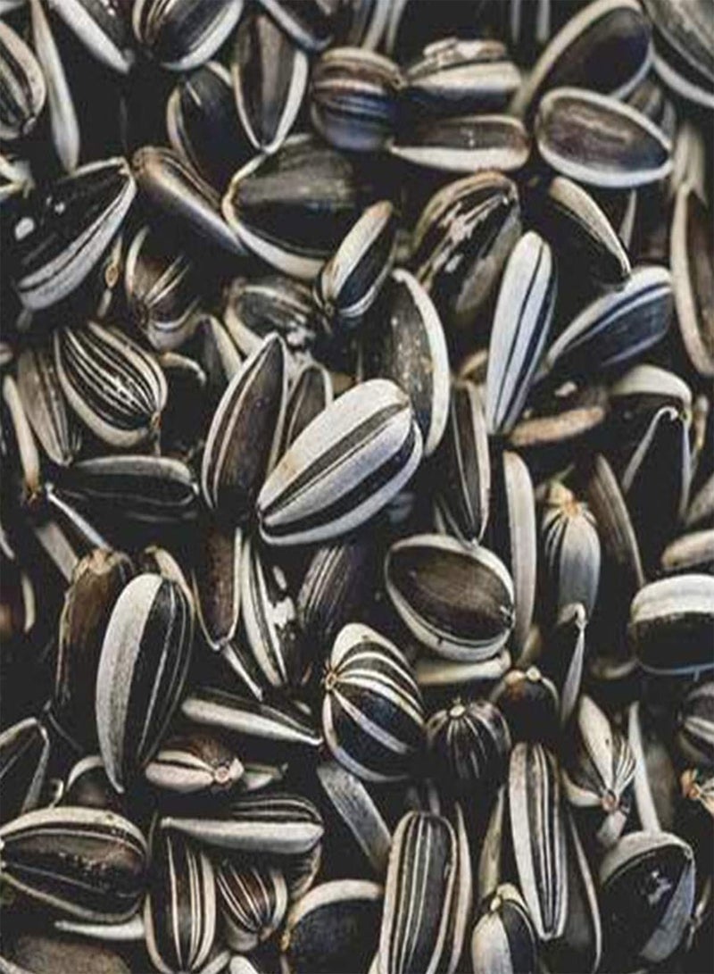 GGOOT seeds 30 UK Exhibition Skyscraper Sunflower Seeds for Growing Champion Giant Head Sunflowers - Image 3