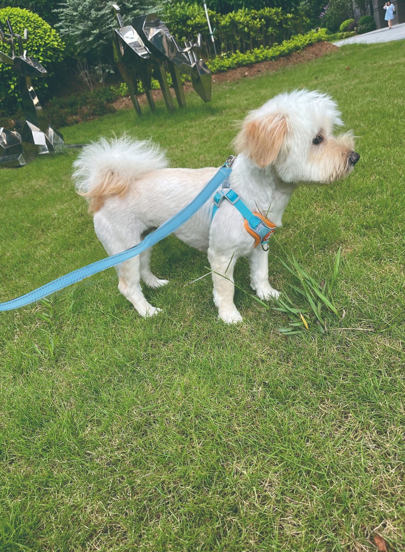 Pet harness and 1.5meter anti-slip leash set, Reflective and no choke, Light blue - Image 3