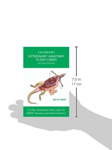 Veterinary Anatomy Flash Cards - Image 2