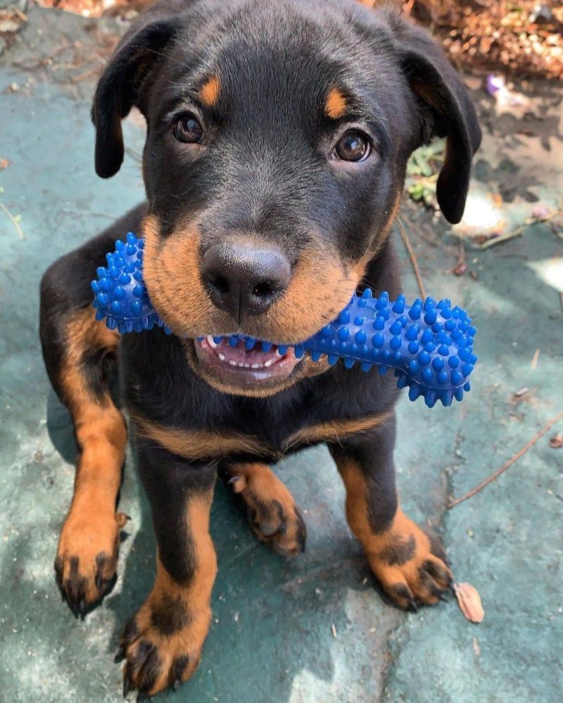 Nylabone Original Bone Flexi Chew Toy for Dogs, Flexible Dog Toys for Moderate & Gentle Chewers, Chicken Flavor, Medium - Up to 35 lbs, 2 Pack - Image 2