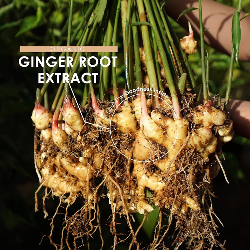 ALPHA01 Organic Ginger Root 1400mg High Strength Zingiber Officinale Supplement 90 Vegan Capsules 45 Day Supply Resealable and Recyclable Pouch by Alpha01 - Image 4