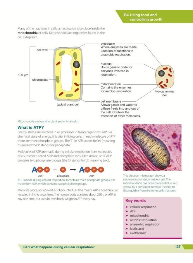 Twenty First Century Science:: GCSE Biology Student Book - Image 3