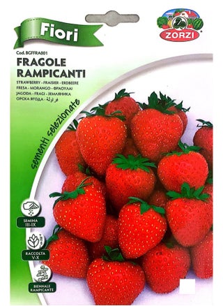 Fragole Seeds - pzsku/Z02CF916ADB16E5ED35BBZ/45/1744732890/c764f958-66e5-4574-bfce-e7285ea288df
