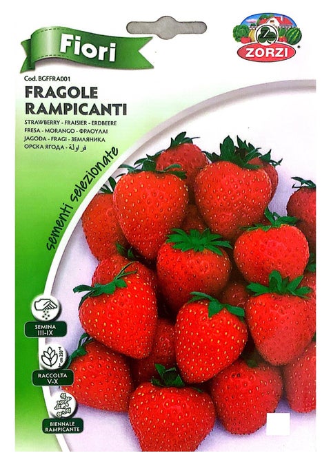 Fragole Seeds
