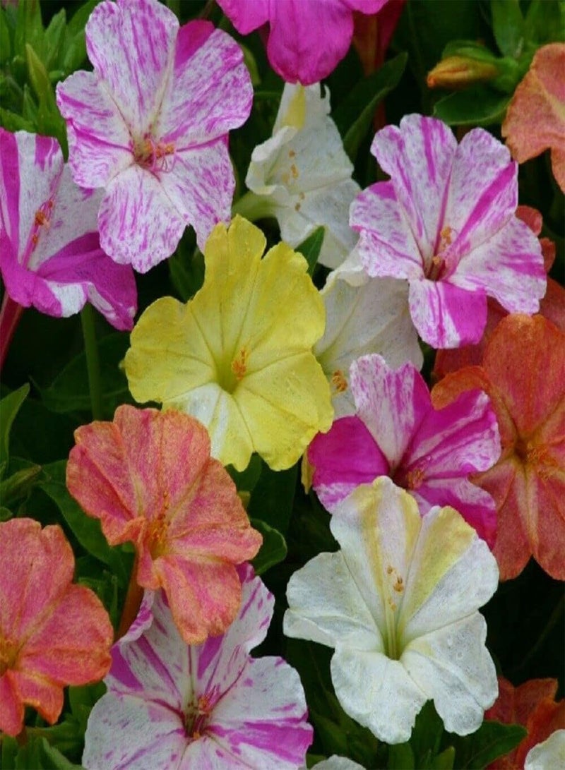 GGOOT Four O'Clock 'Marbles Mix' - Mirabilis Jalapa 'Marbles Mix' Flower Seeds, Also Known as Marvel of Peru Home Garden Planting by Heavy Torch, 50 Grams