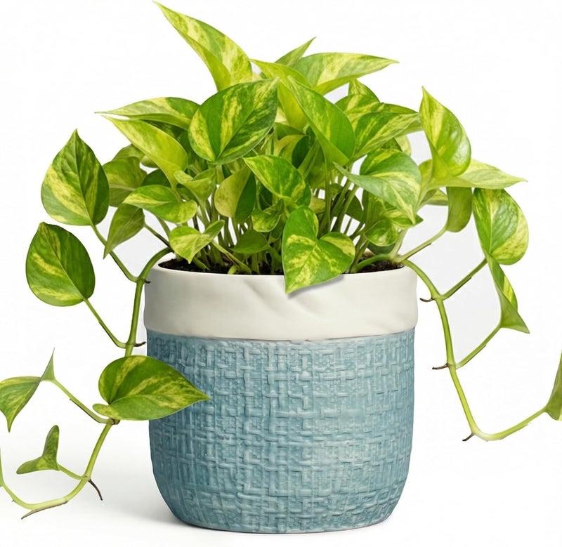 تيجاس أواني نباتات سيراميك - أصيص نباتات 6 بوصة لنباتات عصارة داخلية، أواني نباتات دائرية مع فتحة تصريف، أواني زهور زخرفية، ديكور غرفة منزل حديقة، هدايا بستنة للنساء، أزرق - Image 1