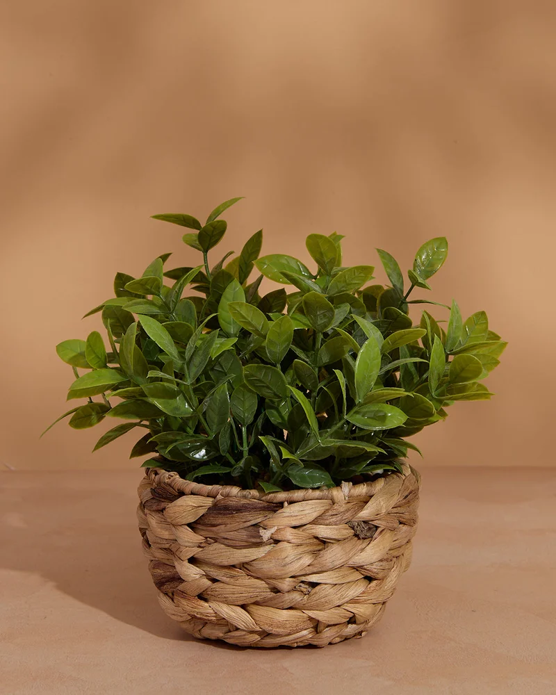 Redtag Beige Artificial Plants in Water Hyacinth Basket – 21cm