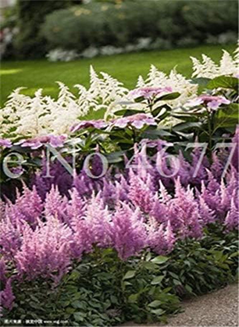 GGOOT New 100PCS Astilbe Flower Seeds for Gardening Light Pink 1 - Image 1