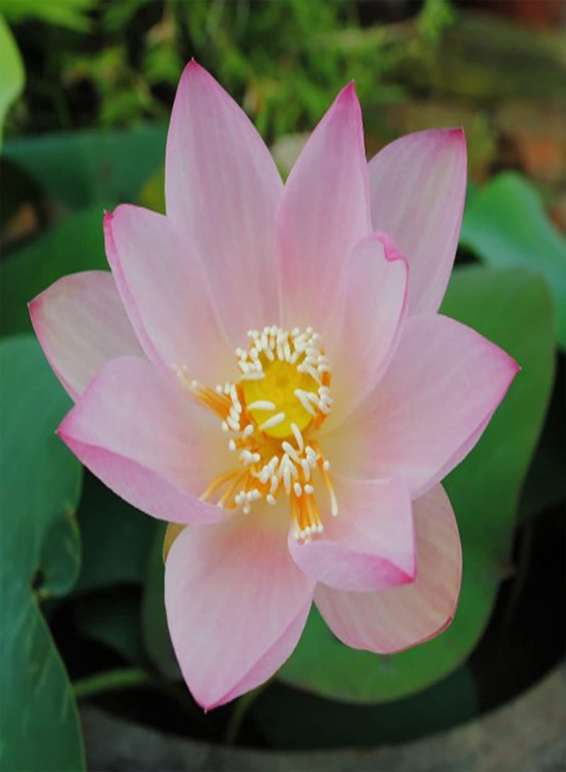GGOOT 20Pcs Premium Flower Seeds, Lotus Seeds Easy to Plant Flowering Plants Viable Indoor Outdoor Sowing Bonsai Seeds for Garden Pink  - Image 3