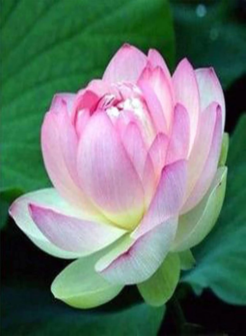 GGOOT 20Pcs Premium Flower Seeds, Lotus Seeds Easy to Plant Flowering Plants Viable Indoor Outdoor Sowing Bonsai Seeds for Garden Pink  - Image 1