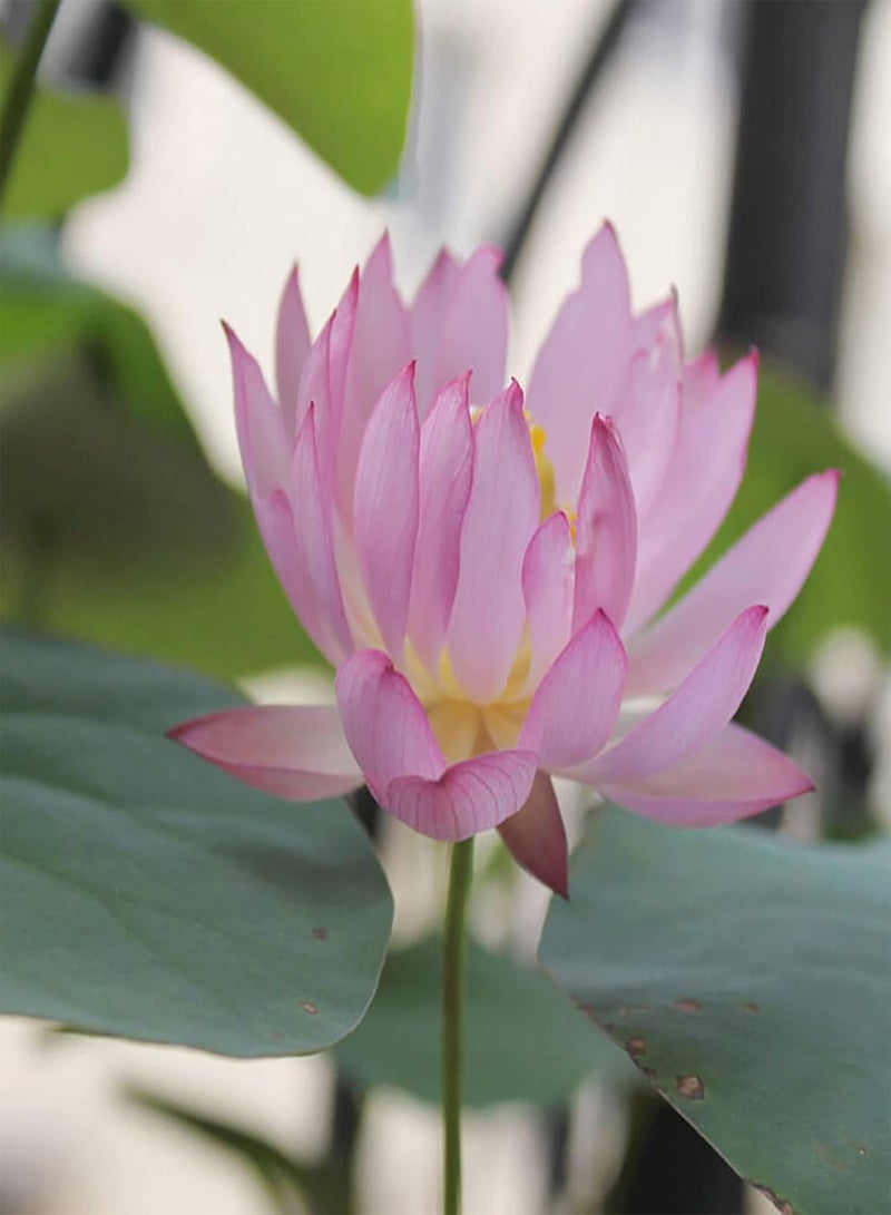 GGOOT 20Pcs Premium Flower Seeds, Lotus Seeds Easy to Plant Flowering Plants Viable Indoor Outdoor Sowing Bonsai Seeds for Garden Pink  - Image 4