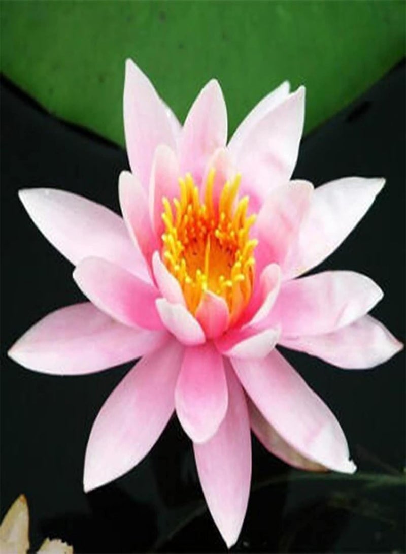 GGOOT 20Pcs Premium Flower Seeds, Lotus Seeds Easy to Plant Flowering Plants Viable Indoor Outdoor Sowing Bonsai Seeds for Garden Pink  - Image 2
